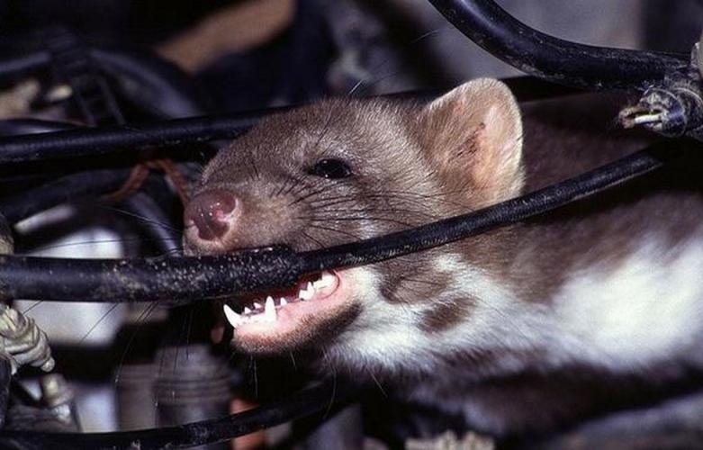 Chuột rất thích chui vào gầm xe ô tô